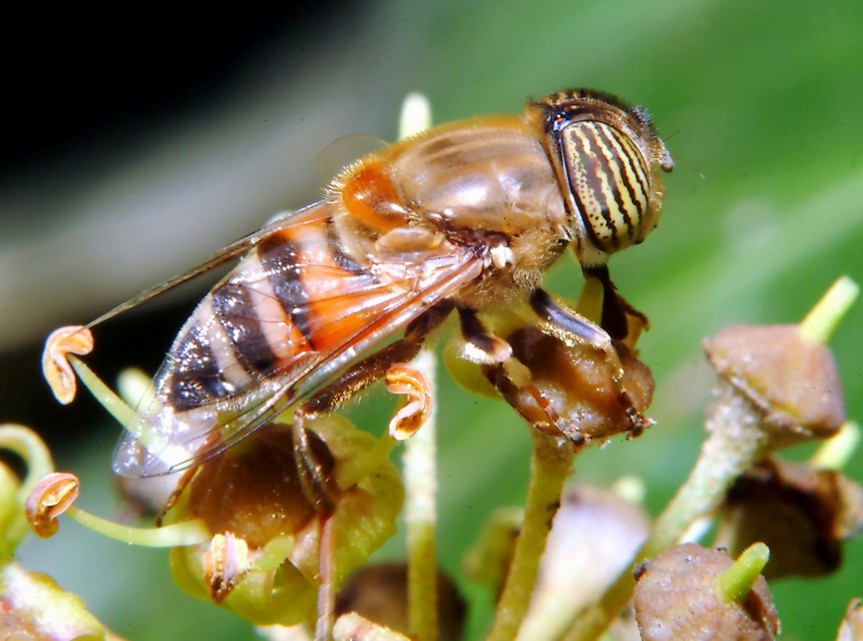 Volo libero e altri insetti